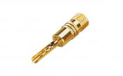 Soundking SKCG124